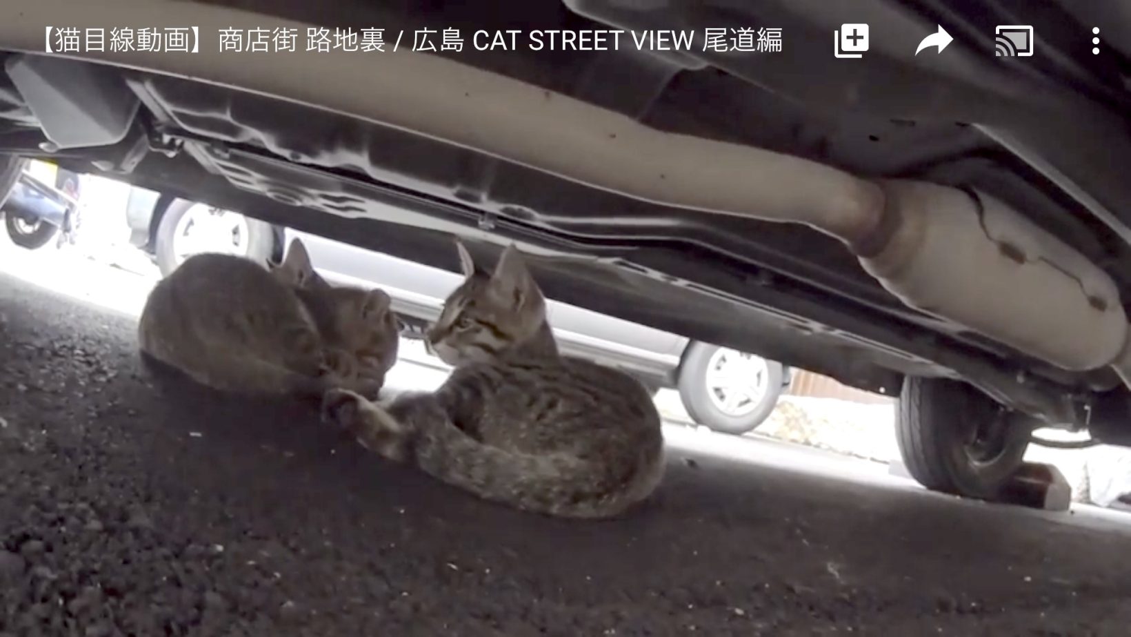 キャットストリートビュー